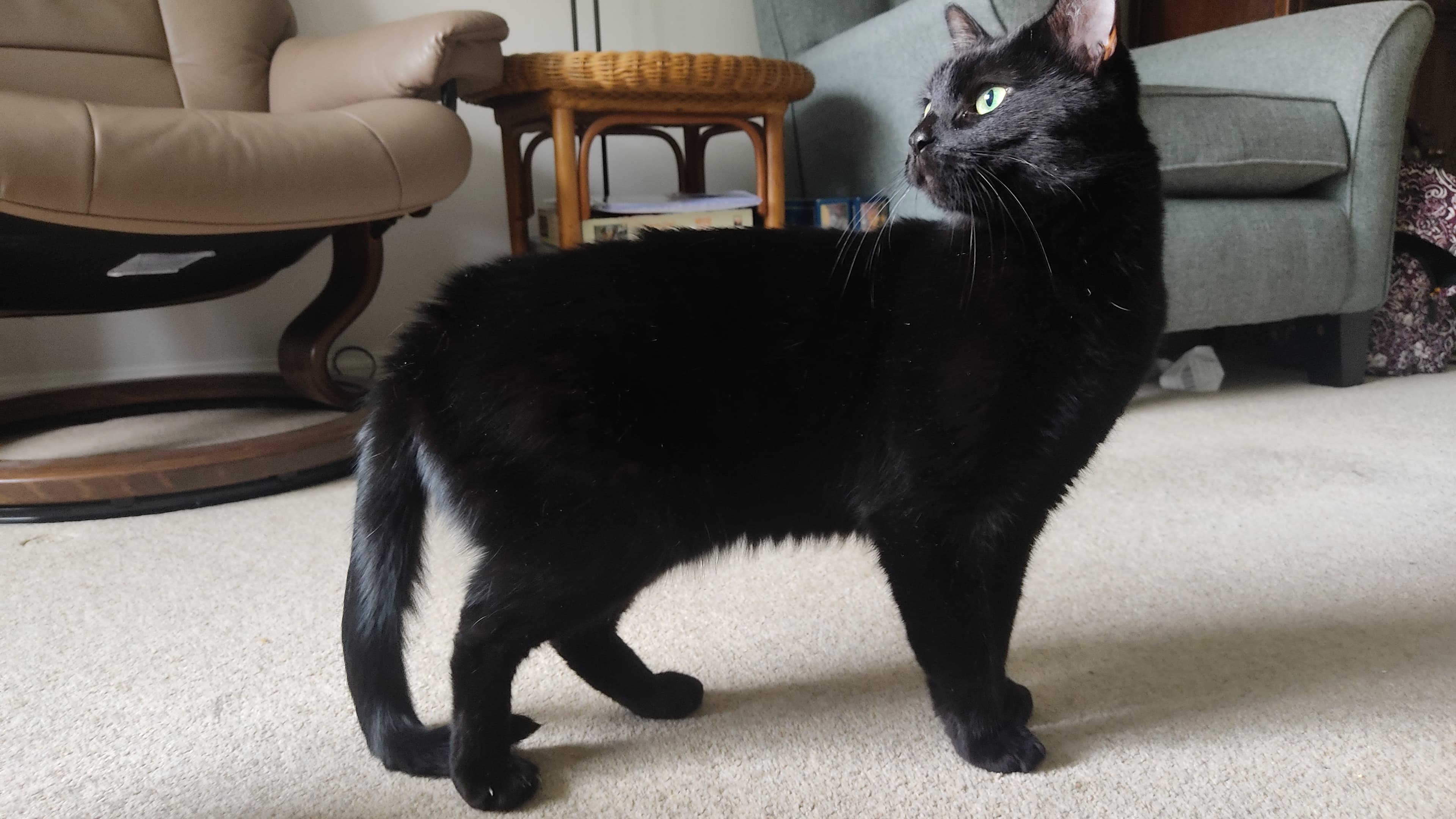 Simba photo 5