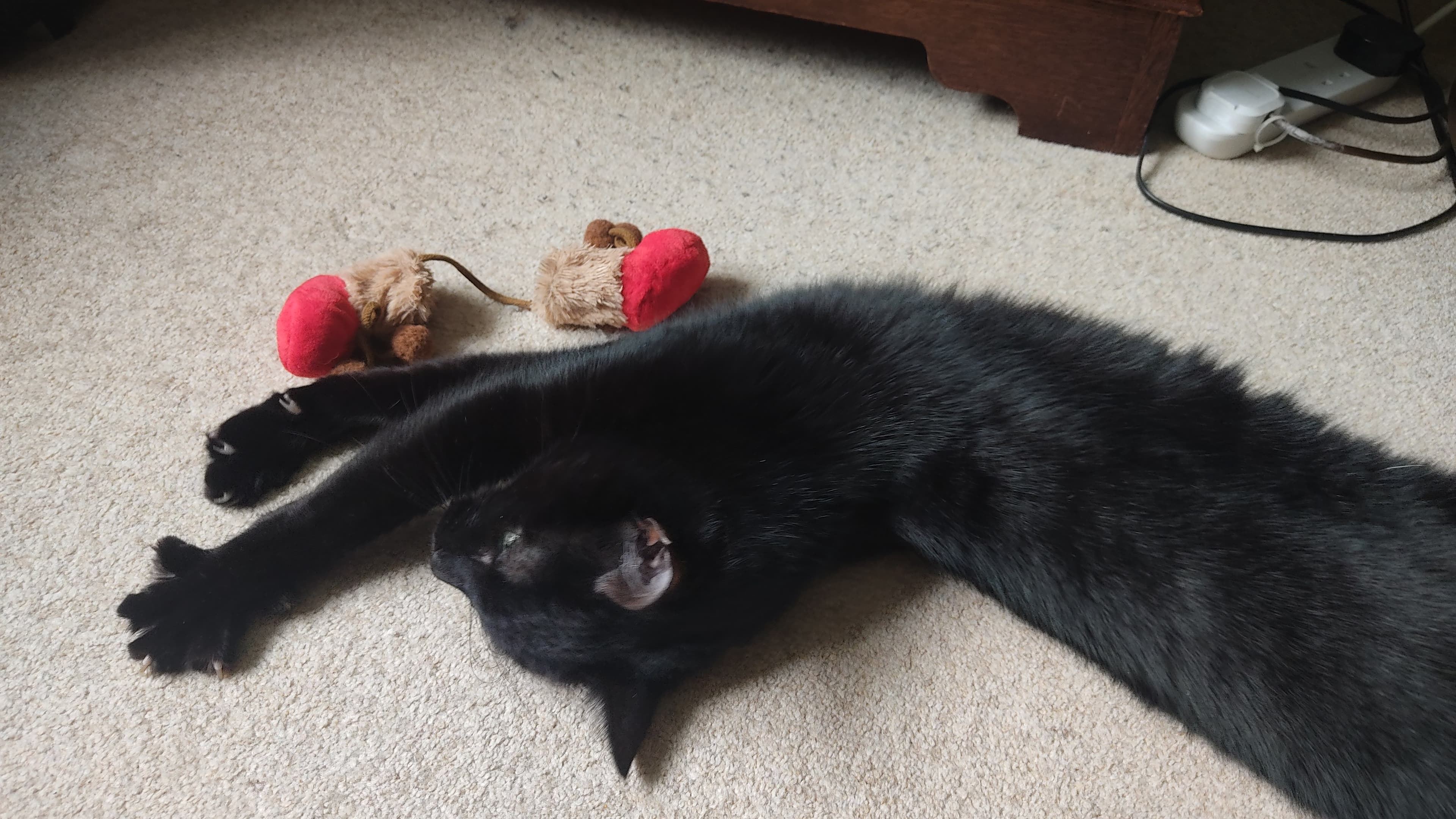 Simba photo 3