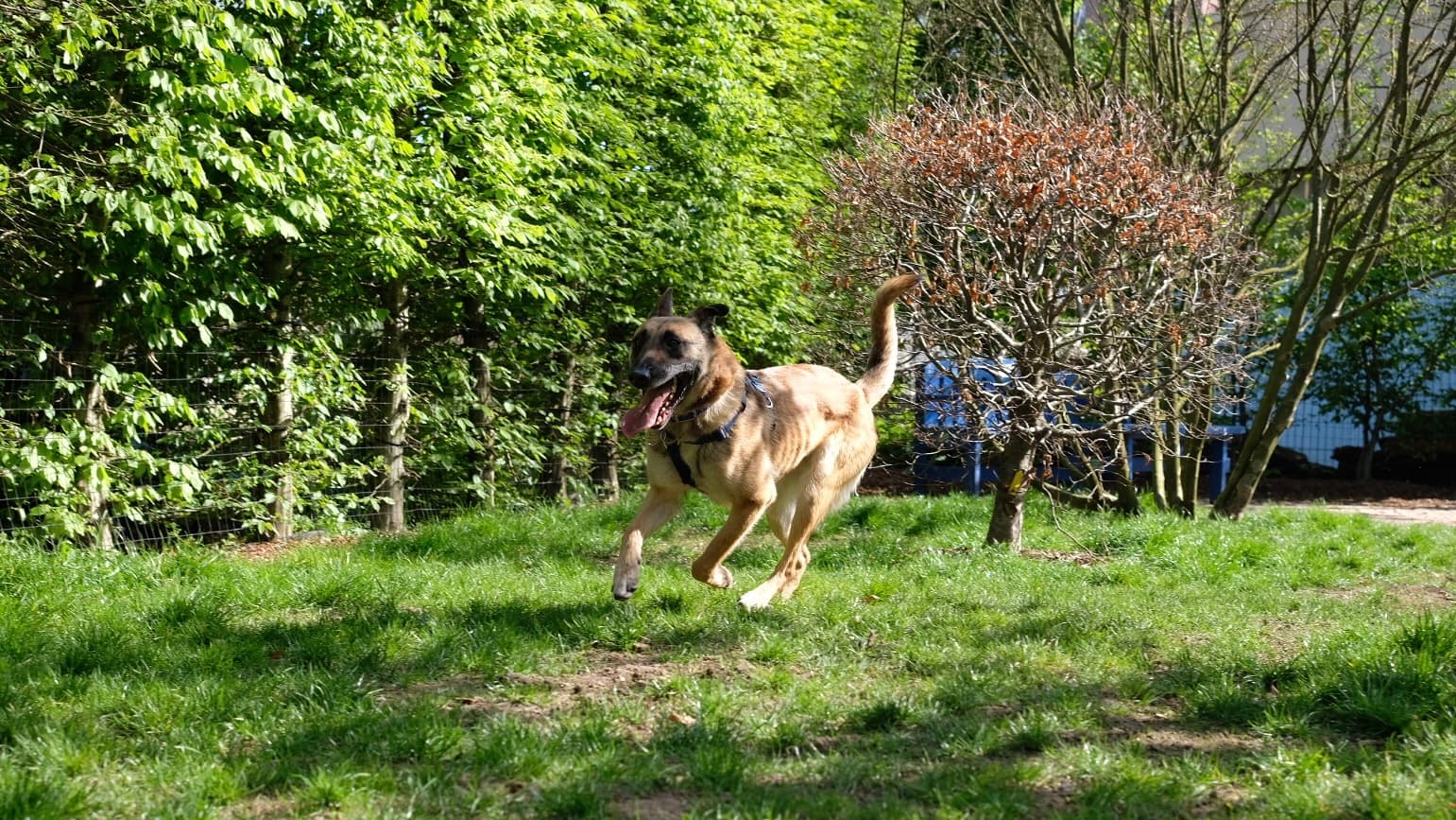 Chips photo 10