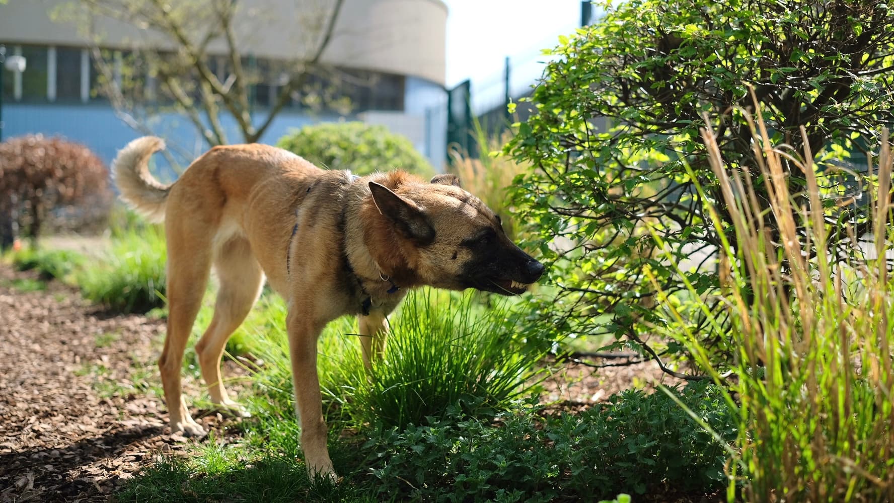 Chips photo 8