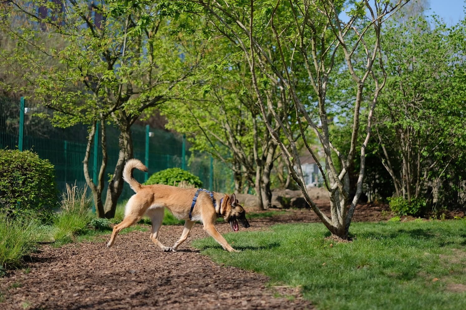 Chips photo 6