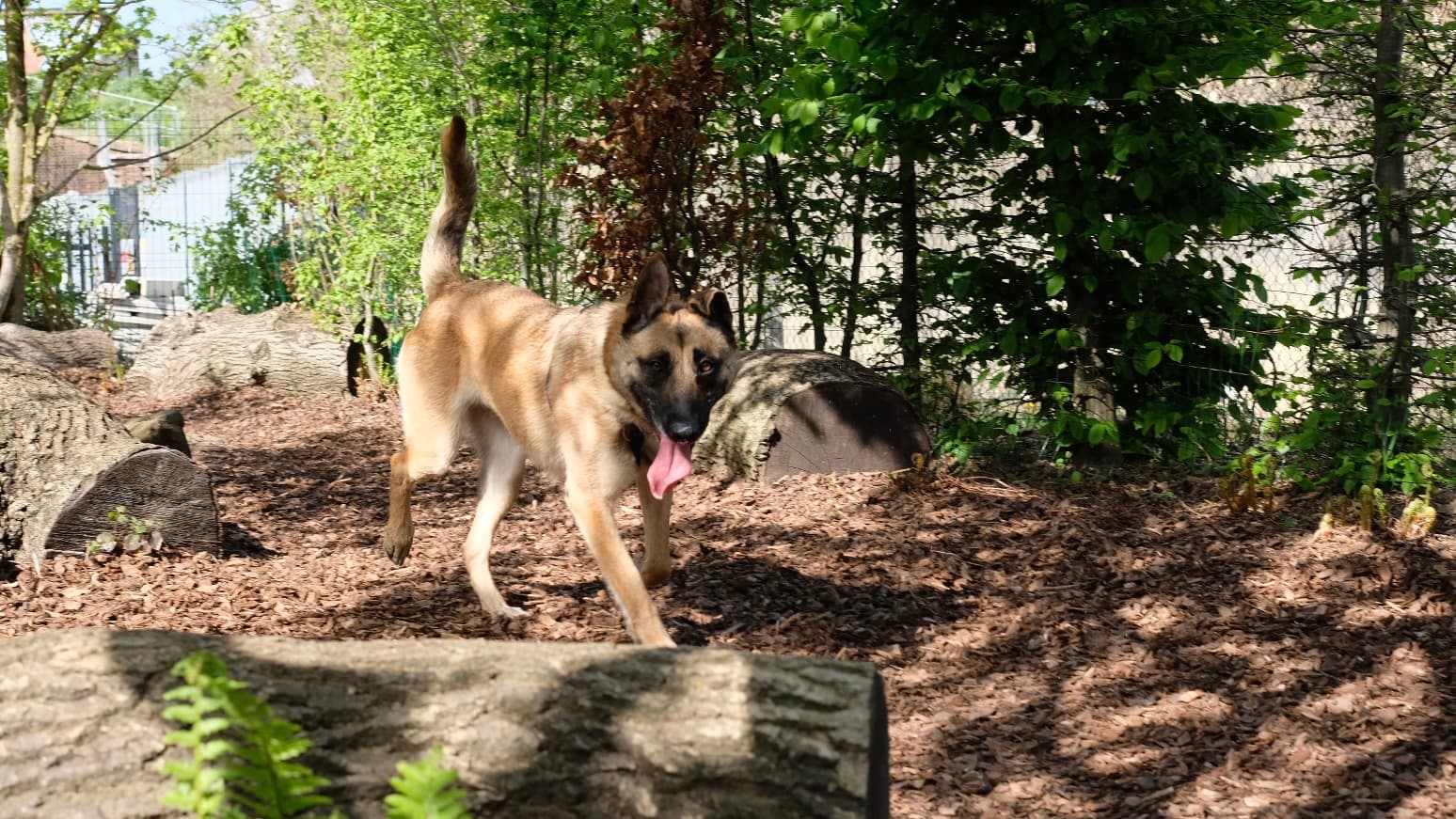 Chips photo 9