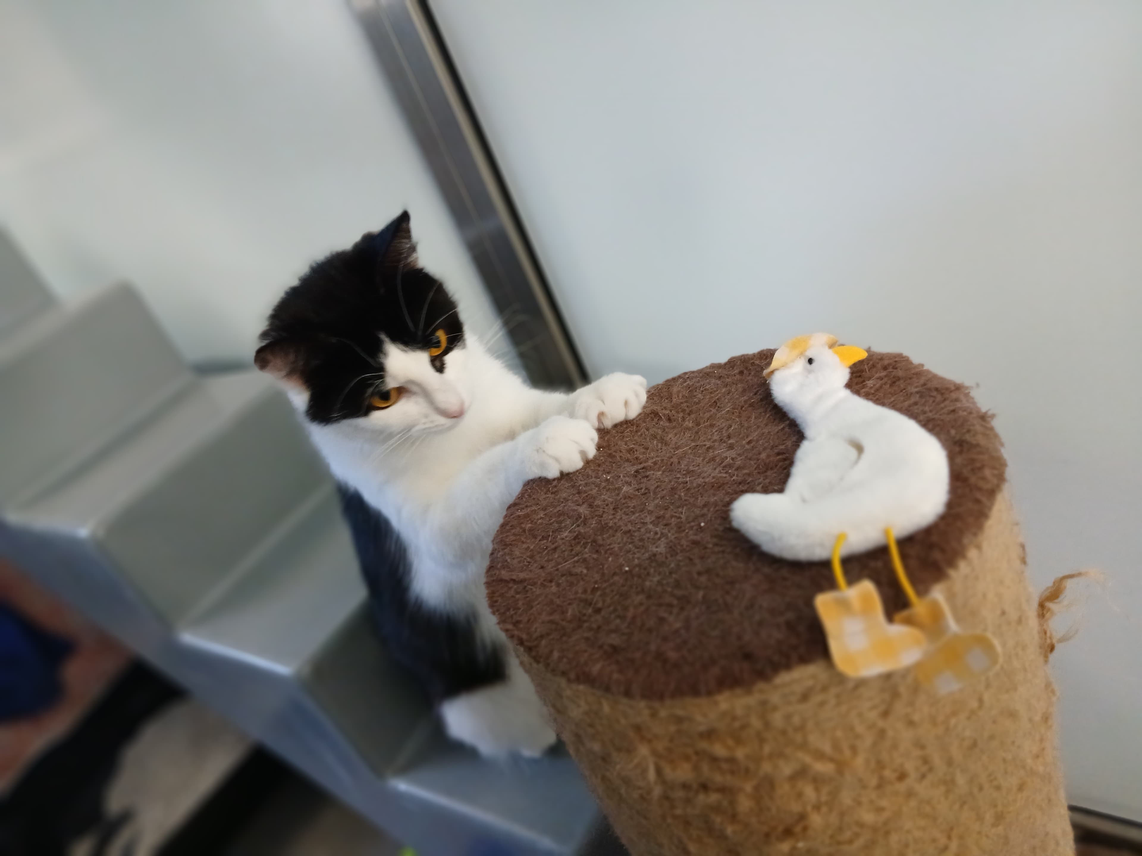 Goose photo 6