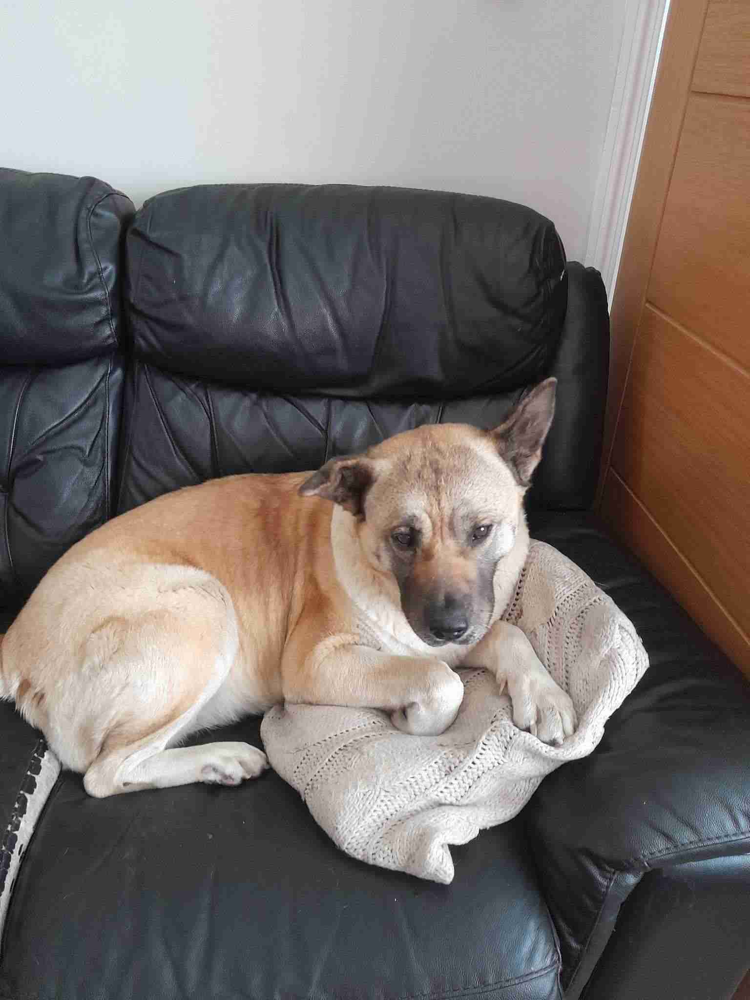 Missy — Akita