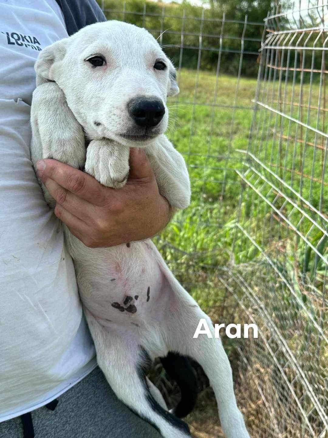 Aran photo 4