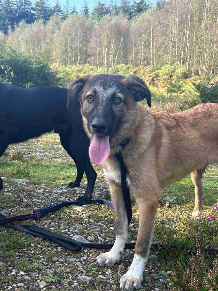 Levi — Mixed Breed