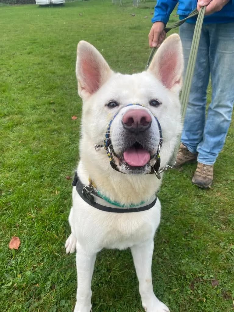 Bear — Akita