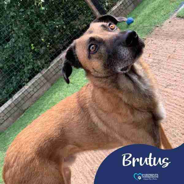 Brutus photo 5