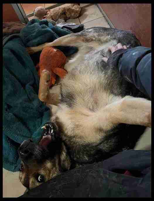 Kobi photo 5