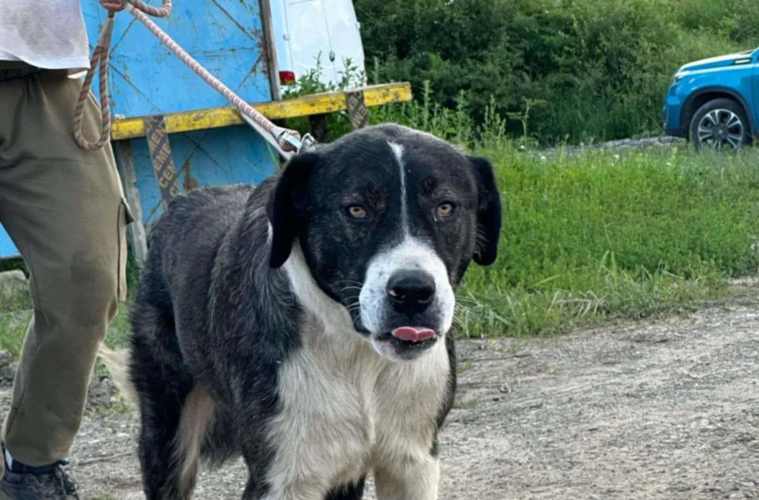 Mac — Mixed Breed