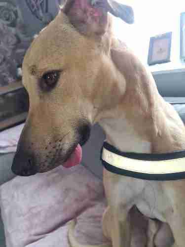 Bullet — Bull Lurcher