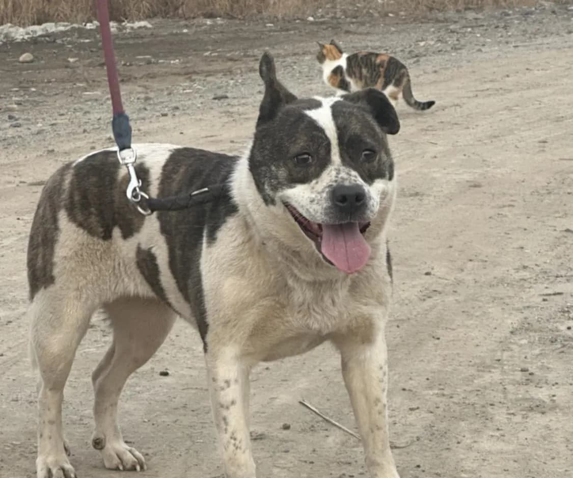 Ava — Mixed Breed