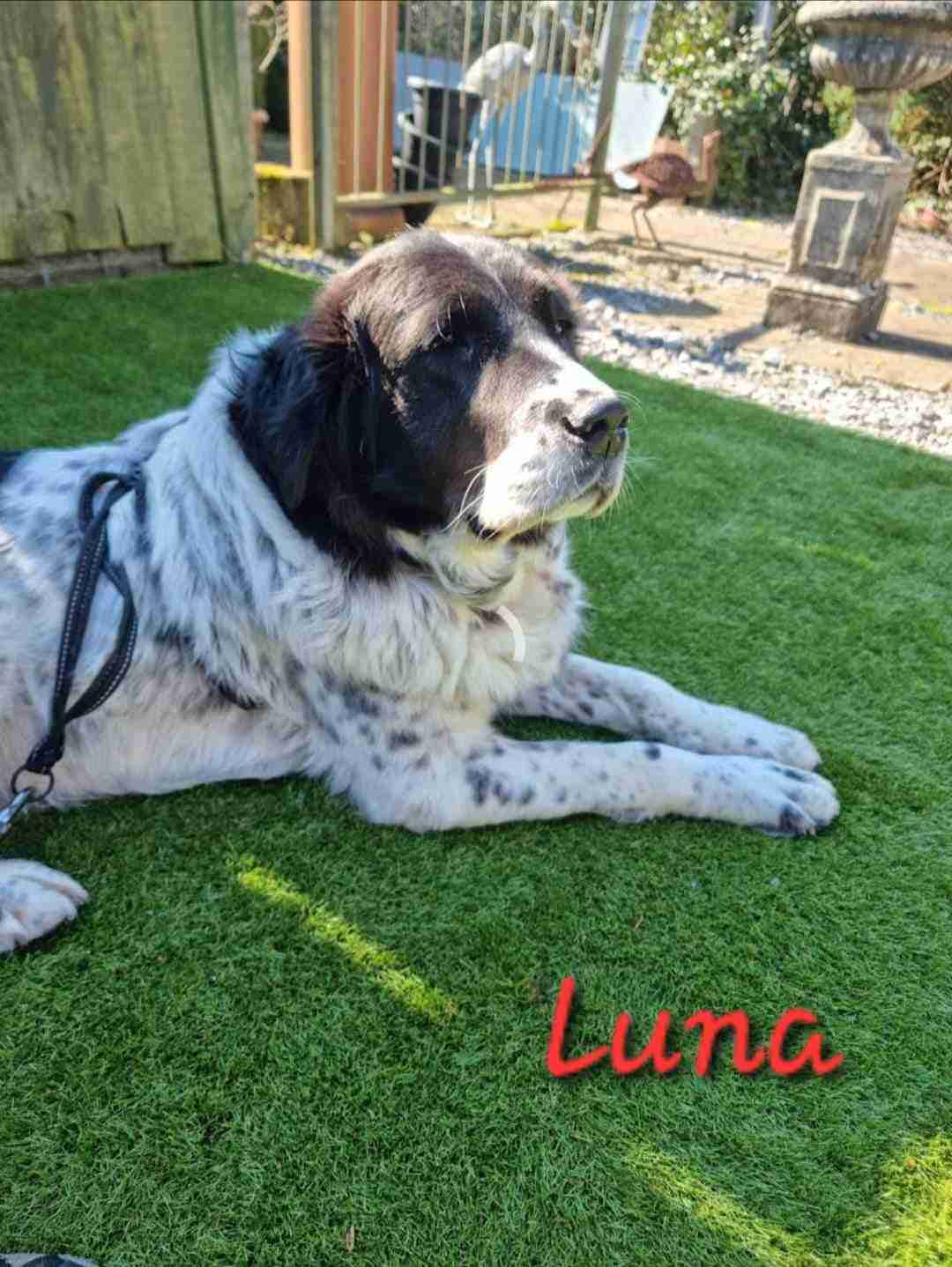 Luna — Karakachan