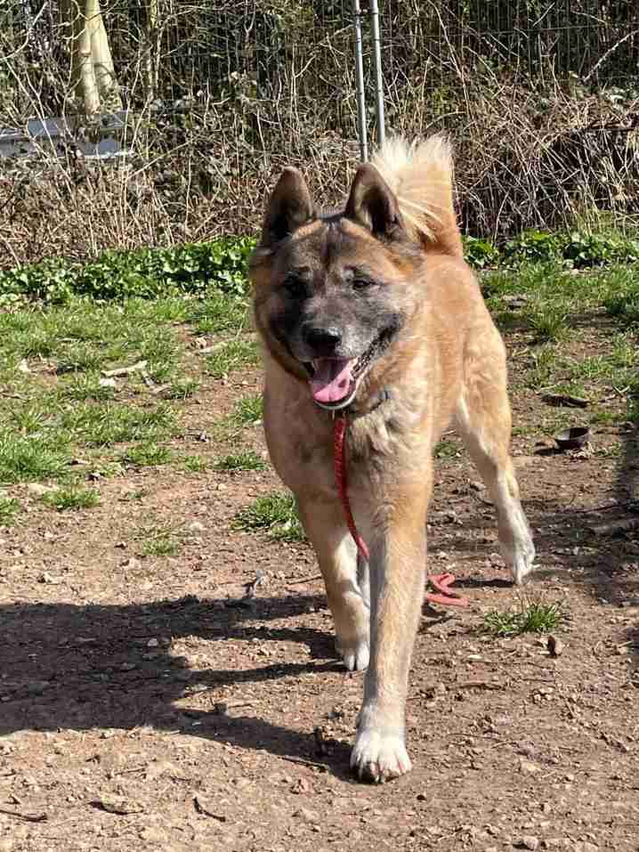 Arthur — Akita