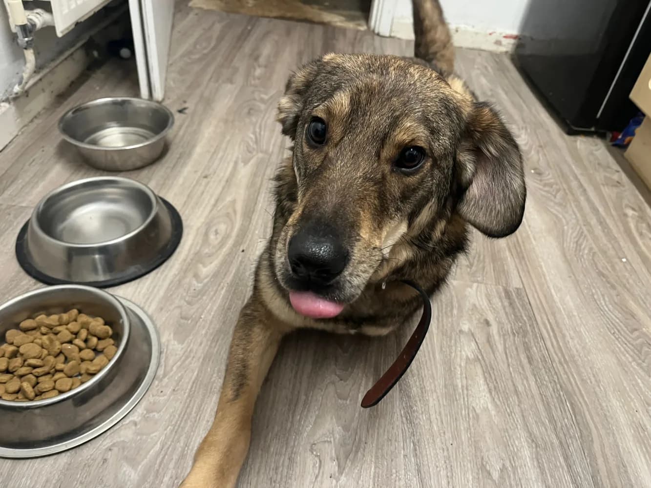 Rio — Mixed Breed