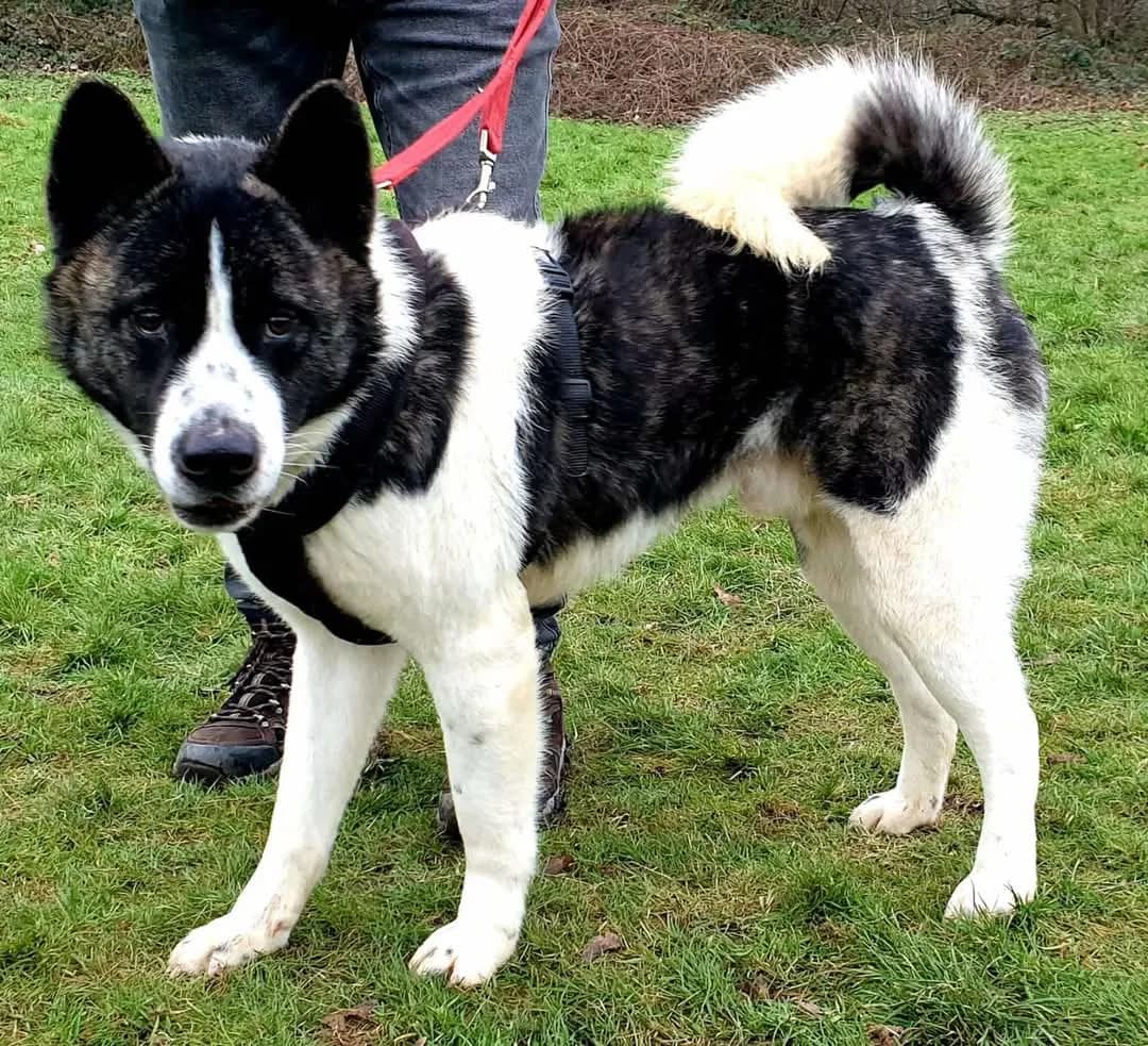 Prince — Akita