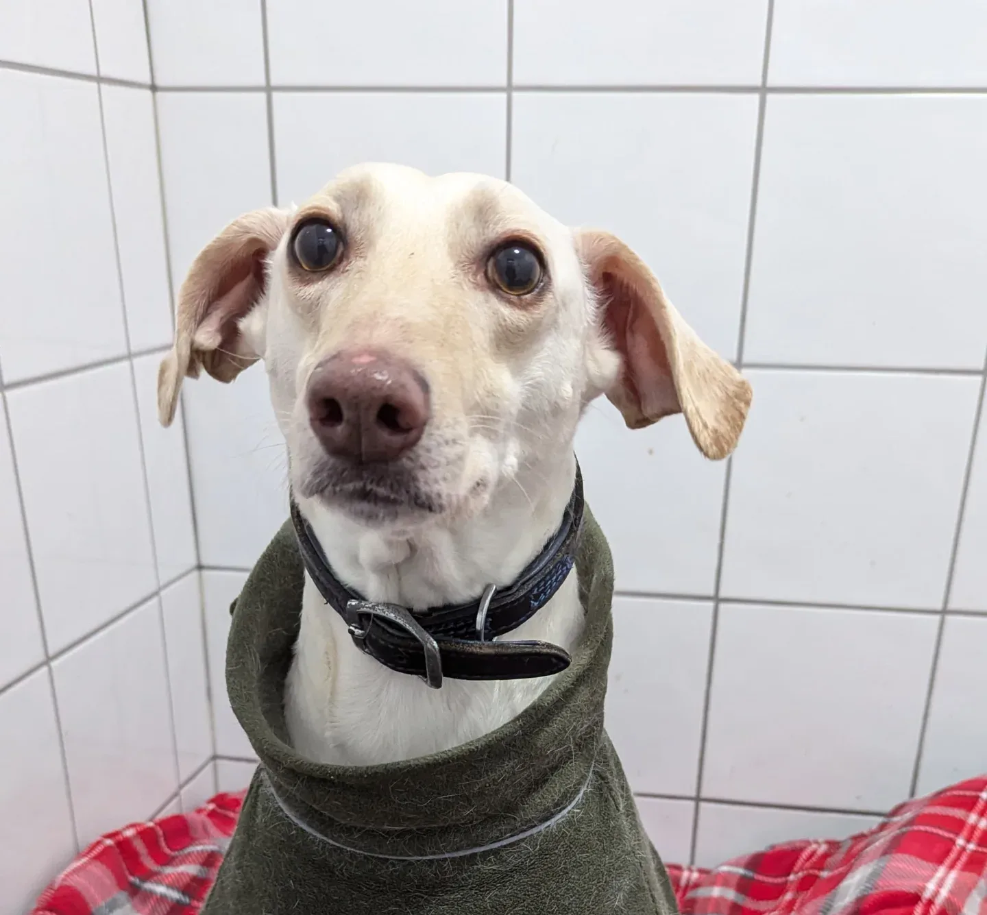 Eric — Lurcher