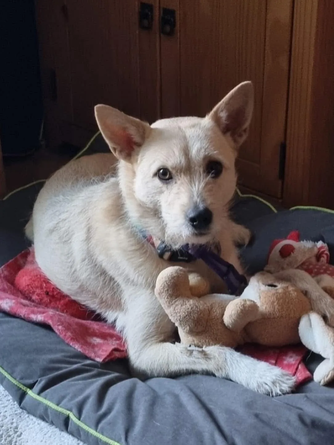 Val — Mixed Breed