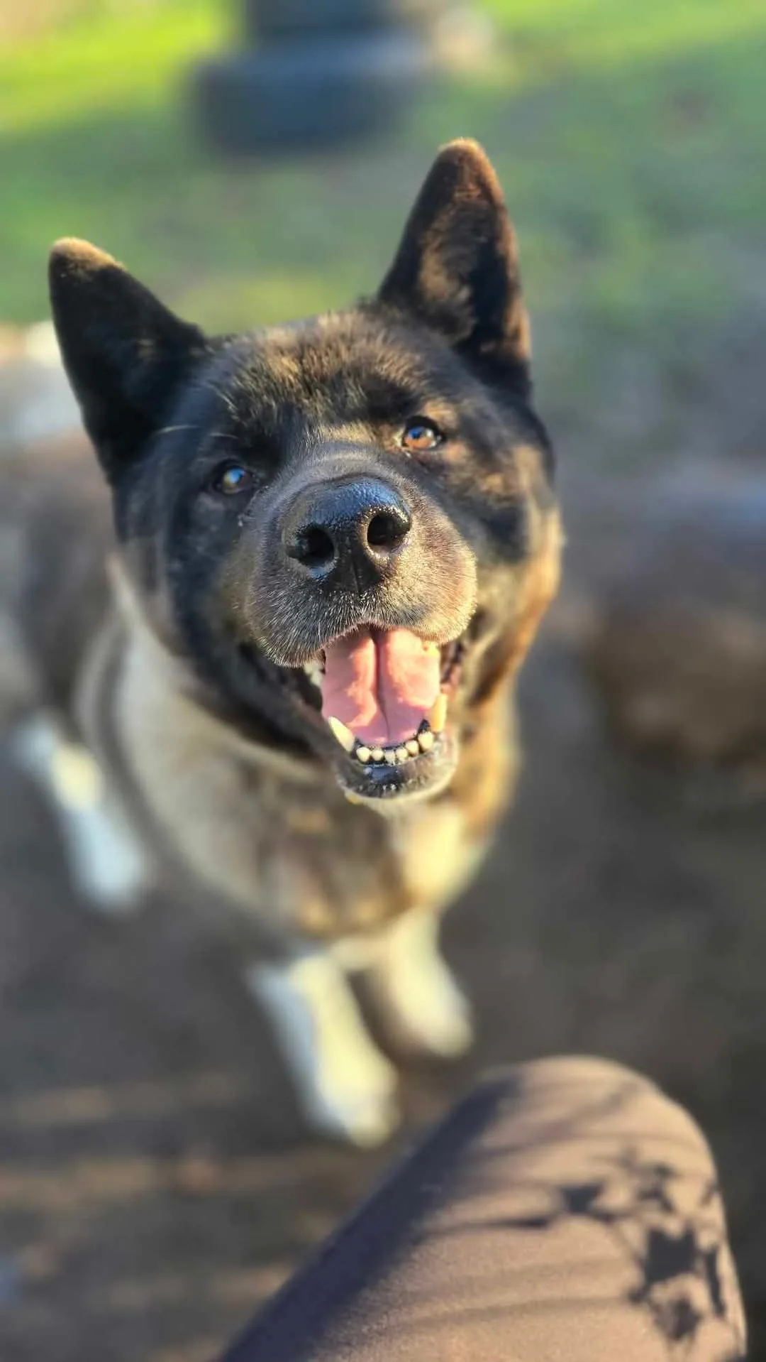 Porcha — Akita