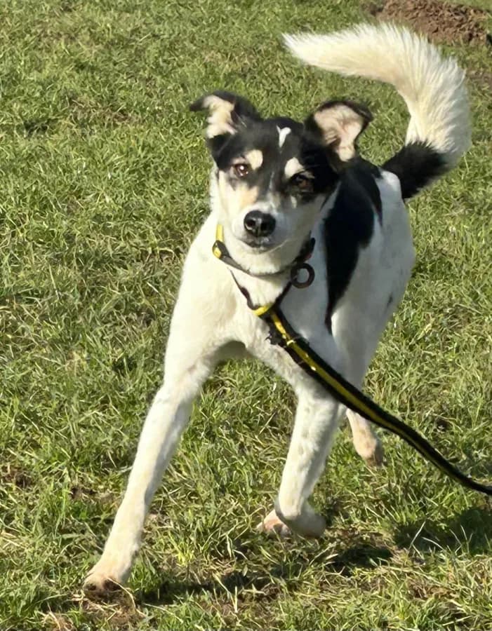 Pippa photo 3