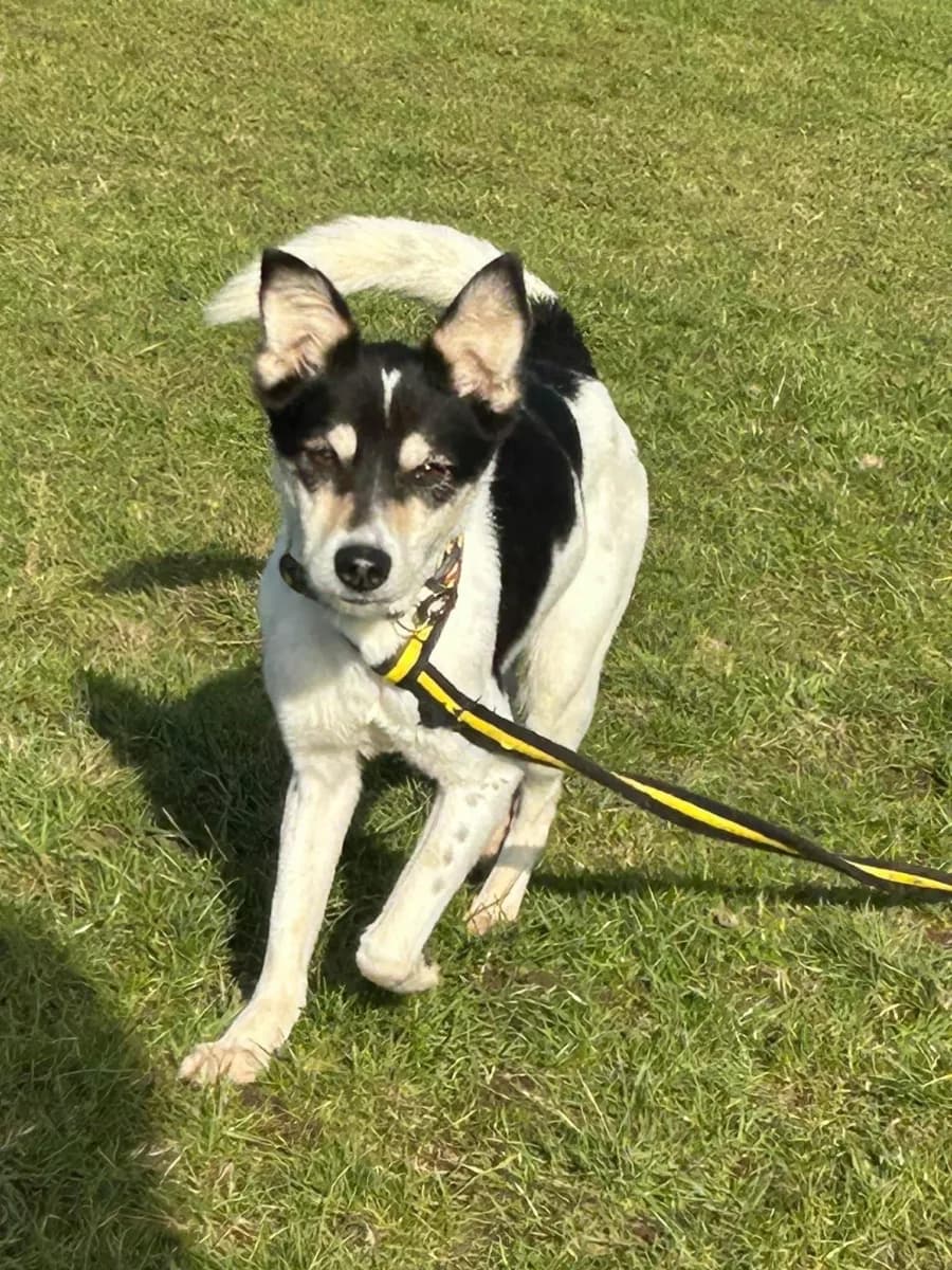 Pippa — Mixed Breed