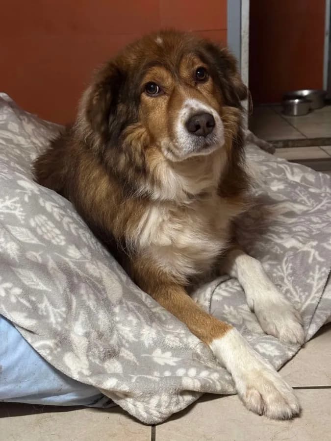 Pongo photo 4