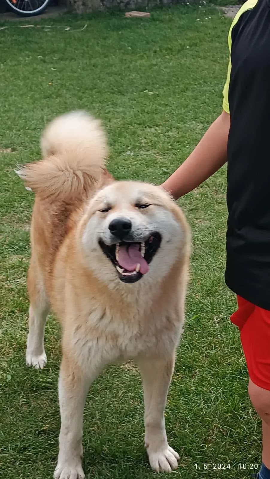 Kito — Akita
