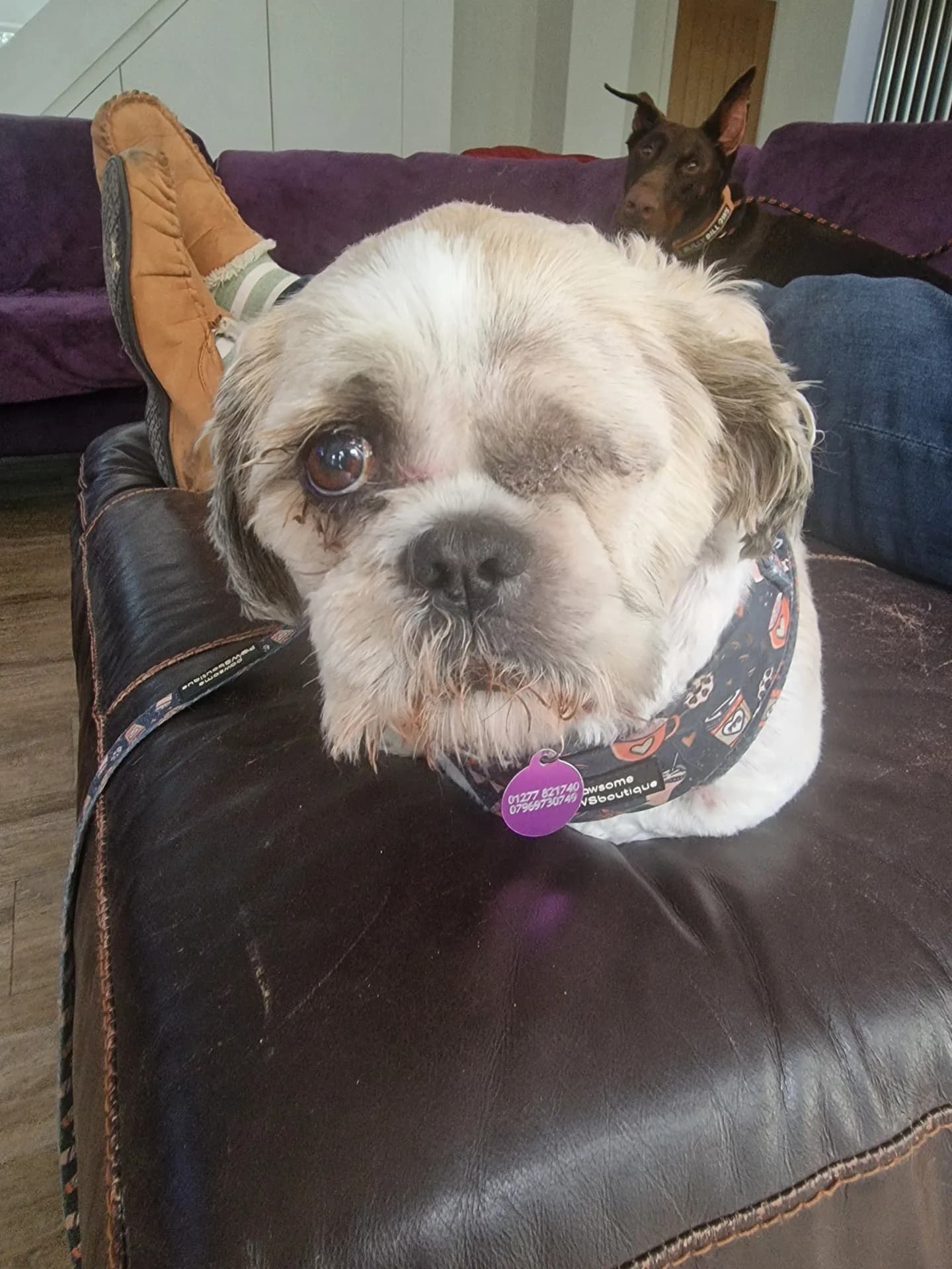 Milo — Shih Tzu
