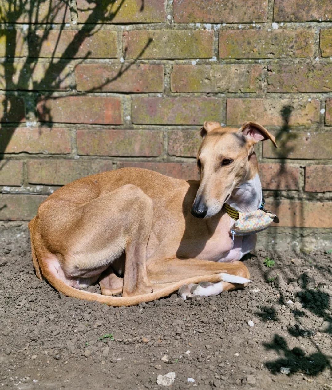 Varja — Galga