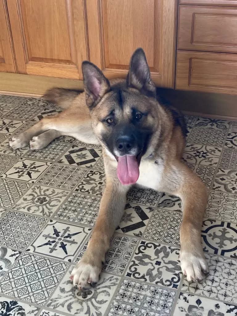 Felix — Akita