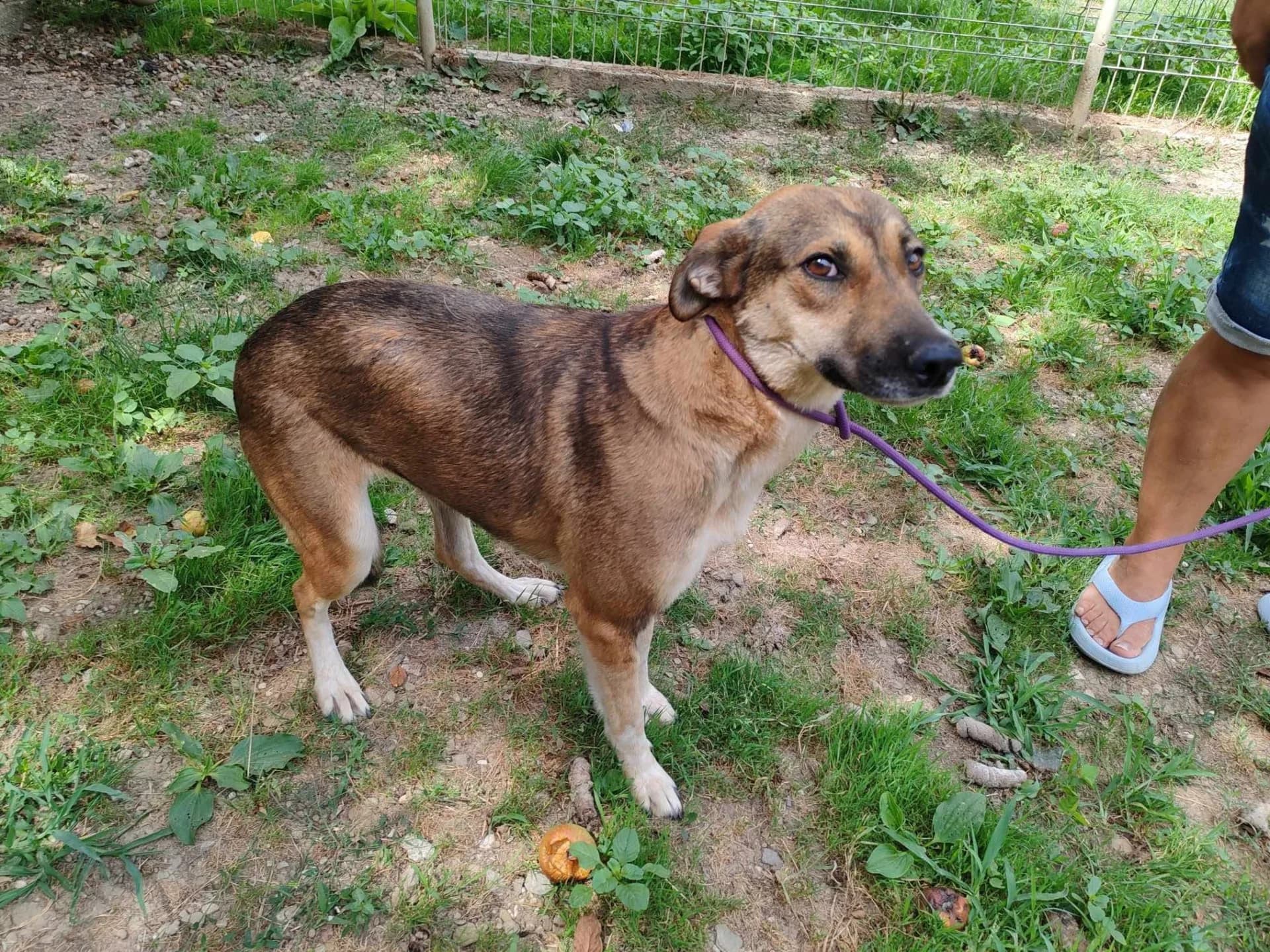 Kim — Mixed Breed