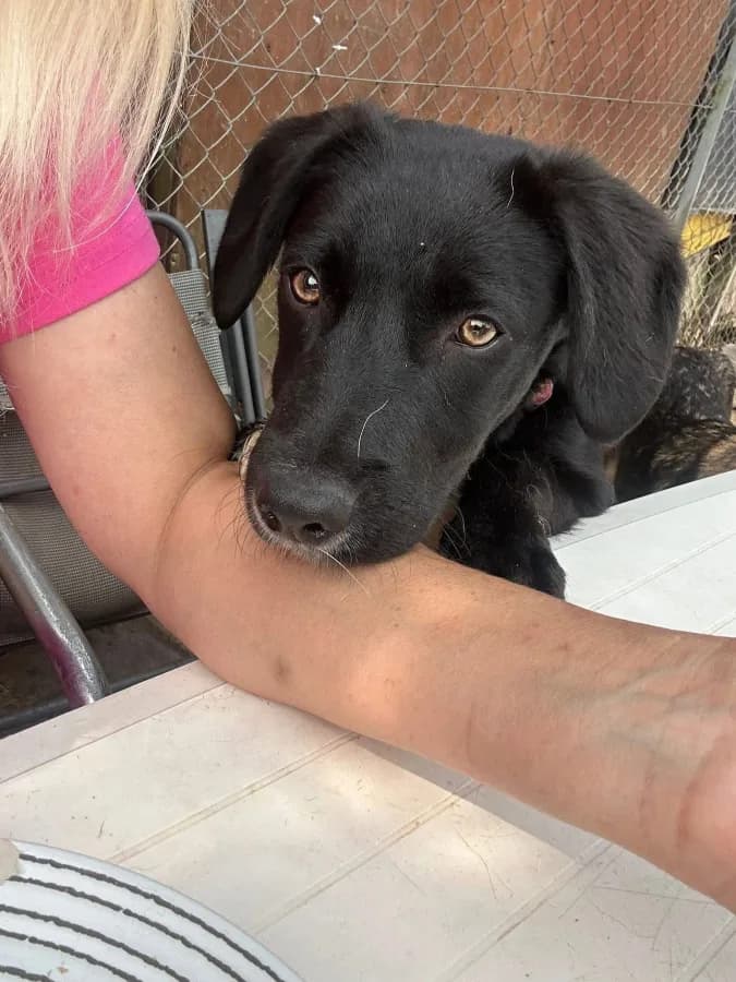 Barney photo 4
