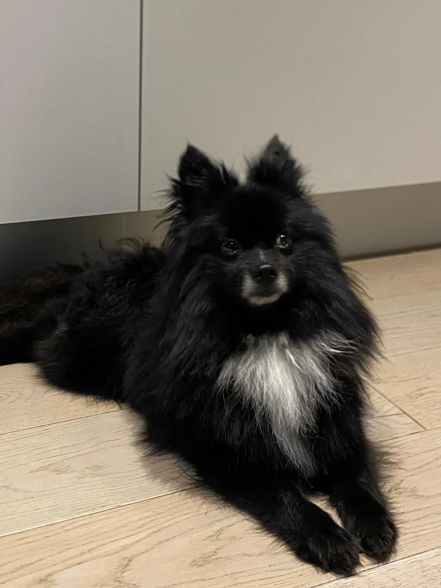 Benji — Spitz