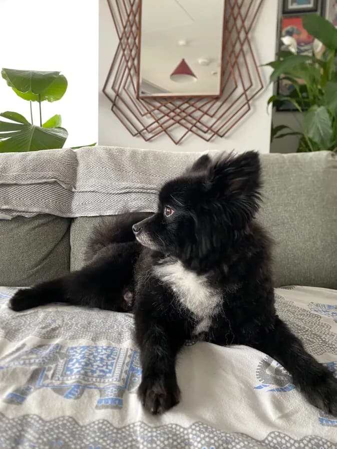 Benji photo 3