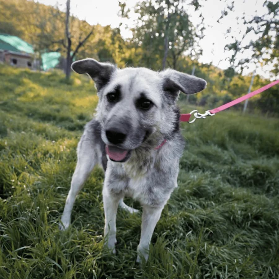 Buddy photo 3