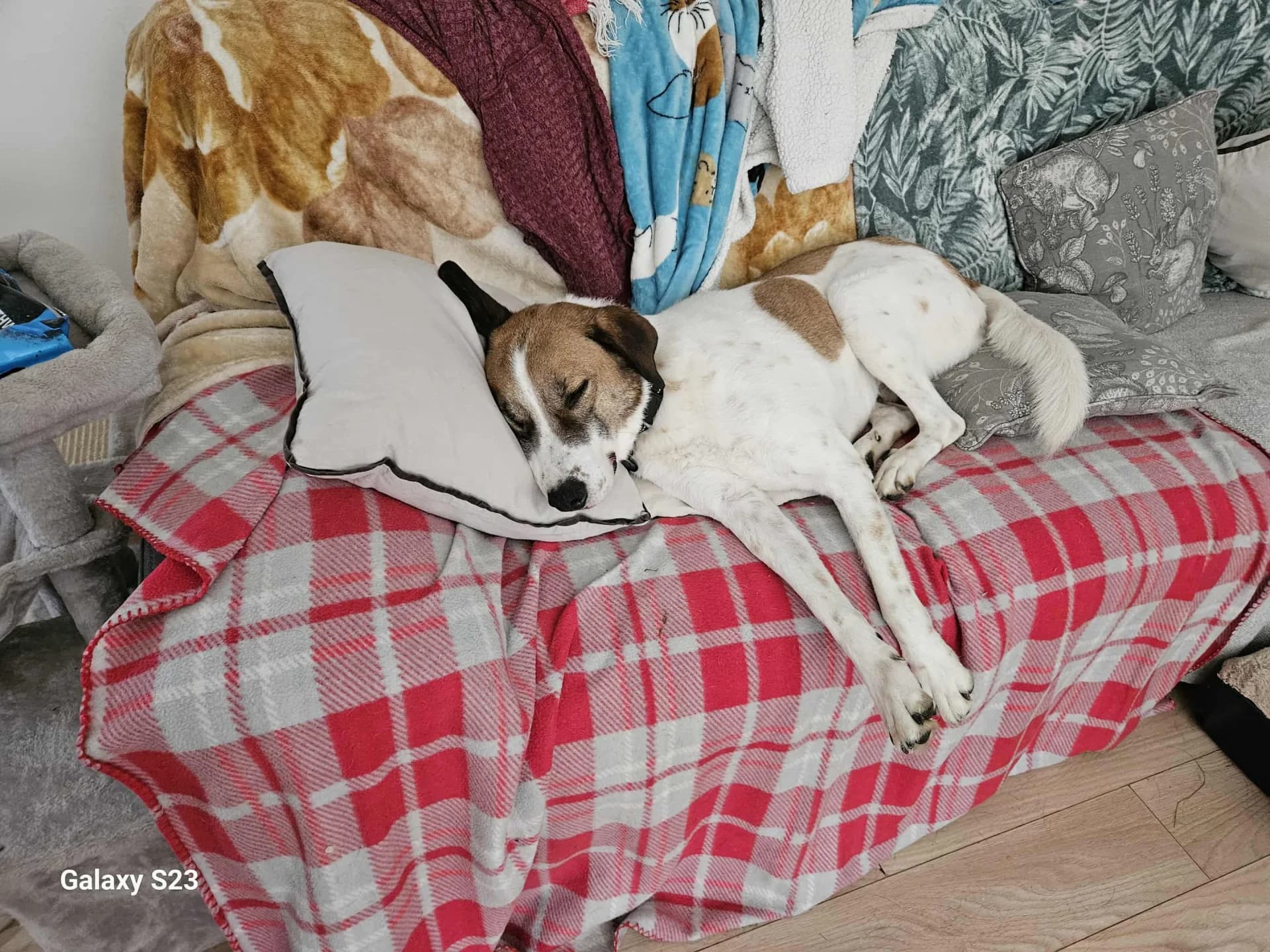 Ben — Mixed Breed