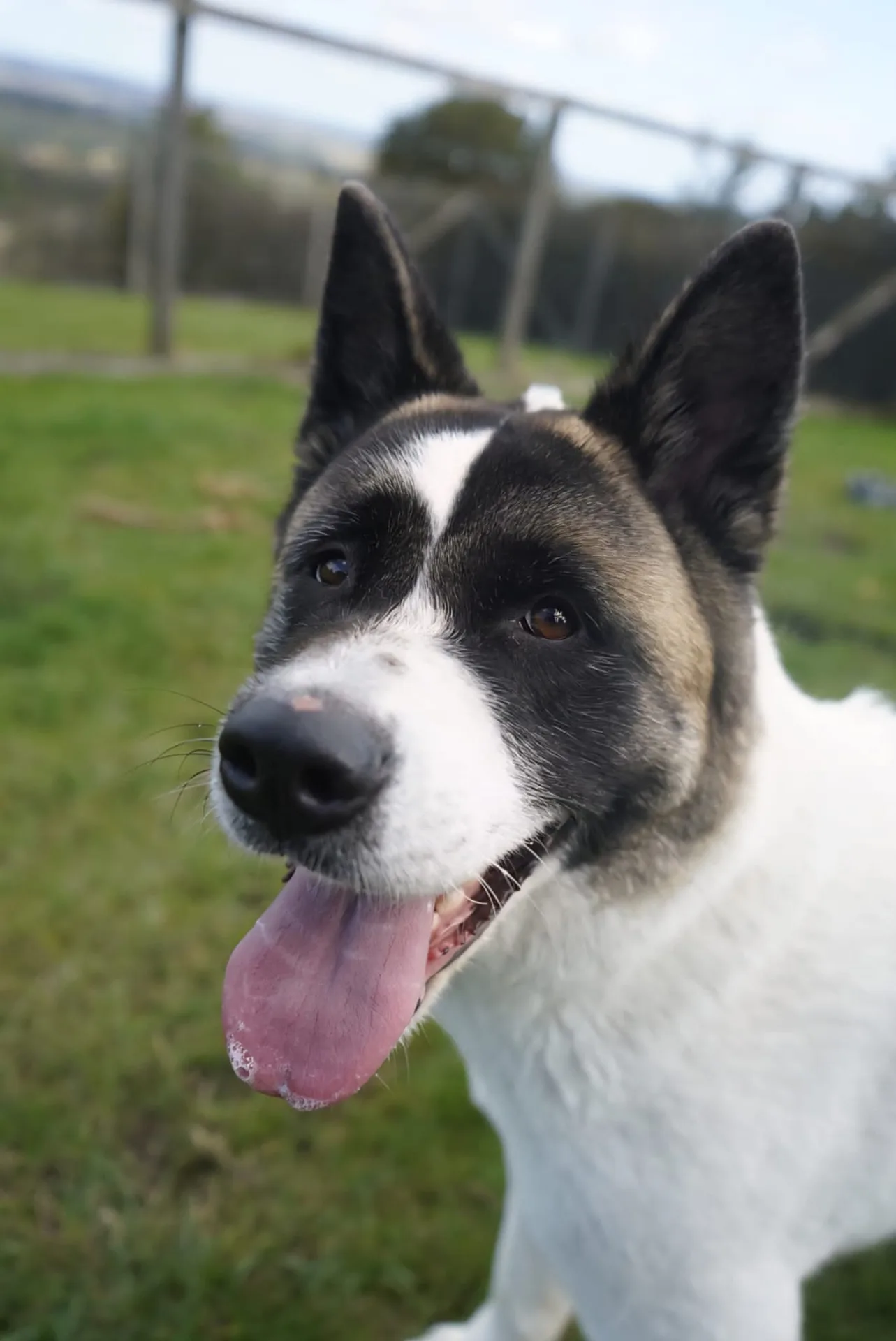 Freya — Akita