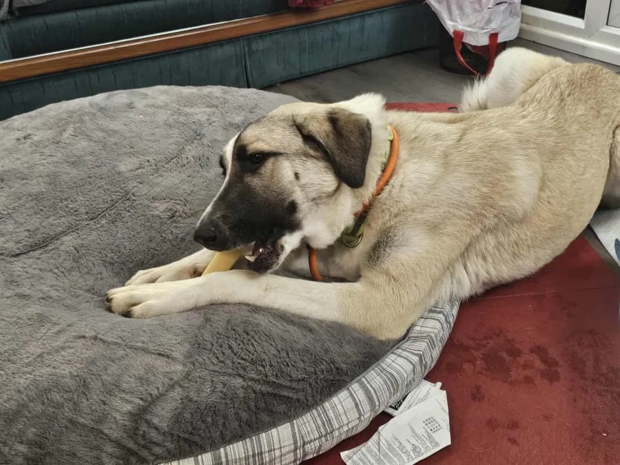 Sadie photo 2