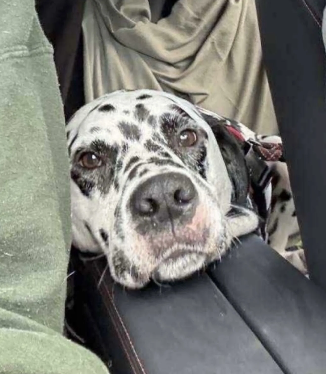 Woody — Dalmatian