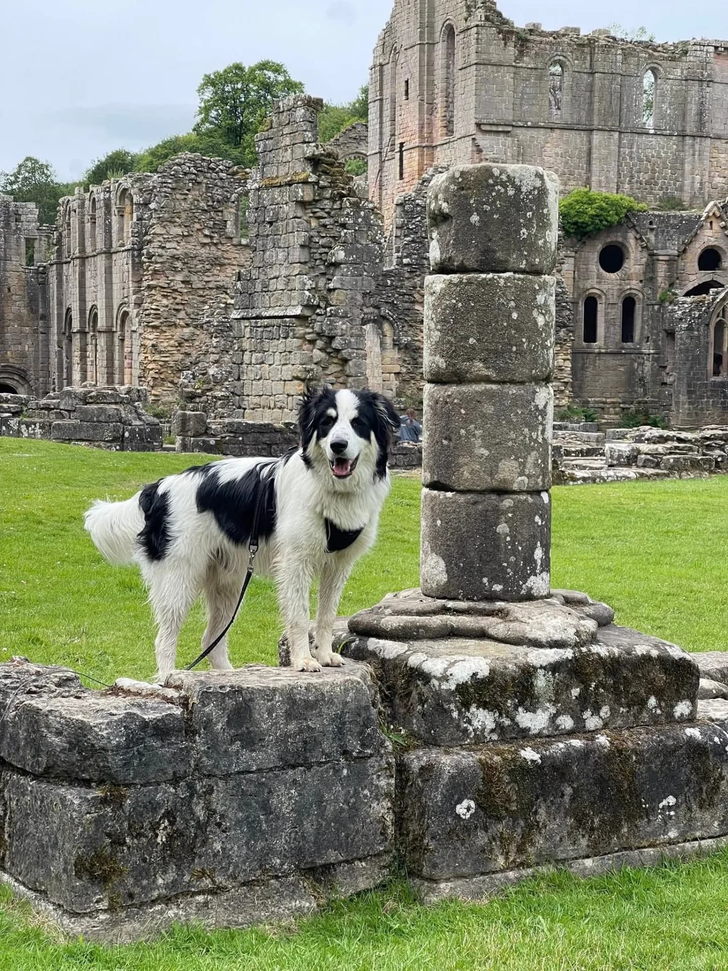 Sam — Mixed Breed