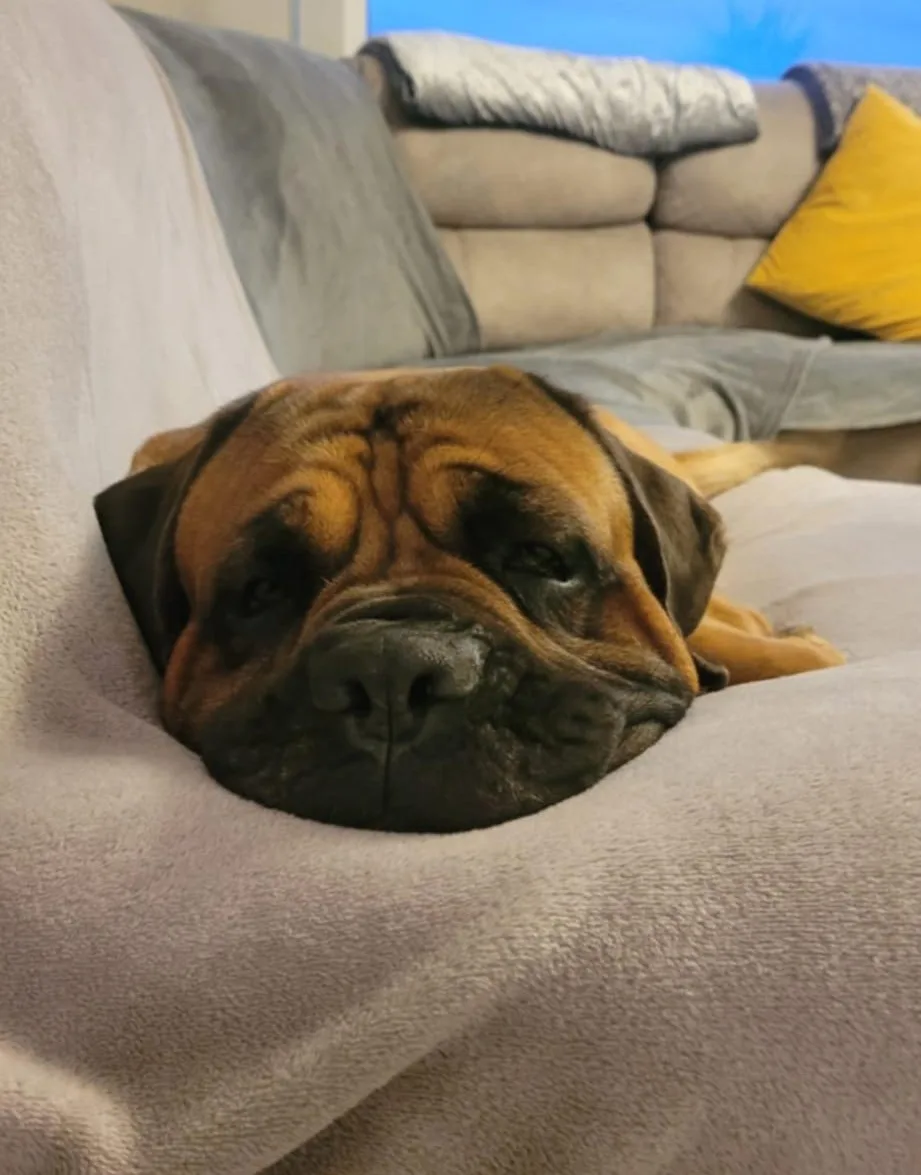 Enzo — Mastiff
