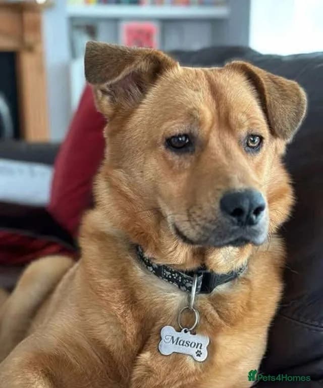 Mason — Newfoundland Cross Belgian Malinois Cross