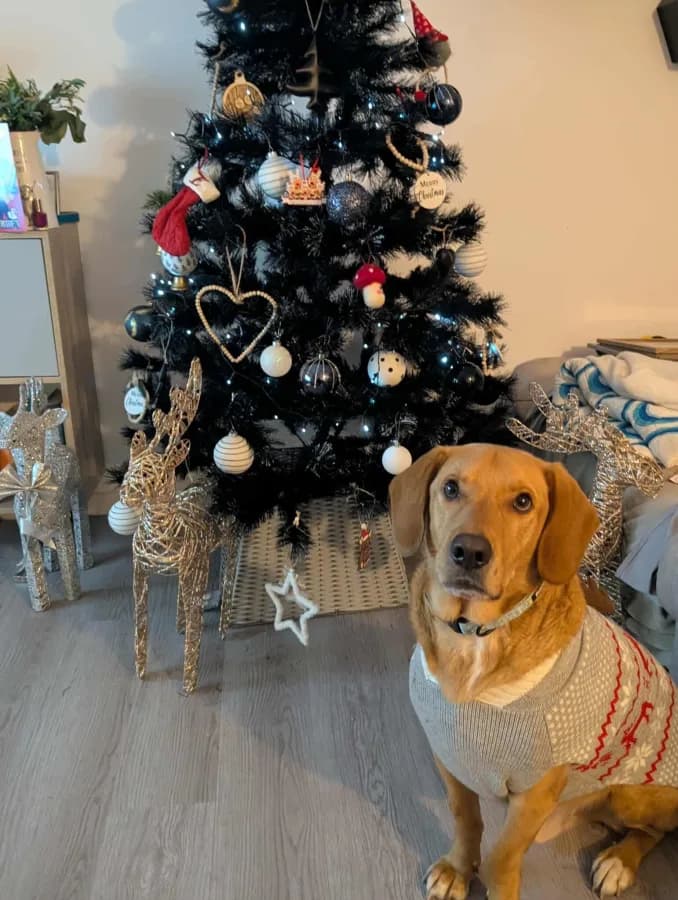 Zeus photo 3