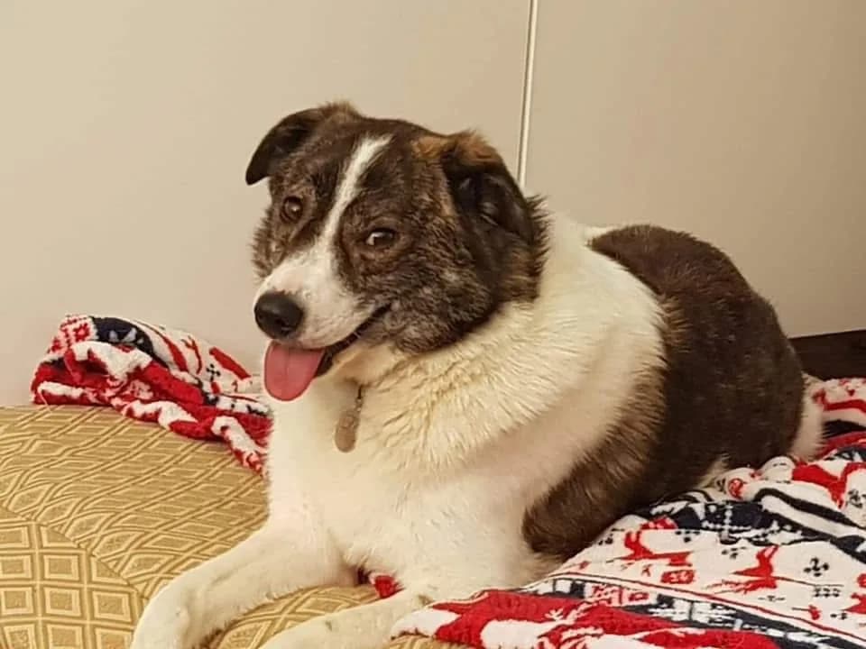 Albie — Mixed Breed