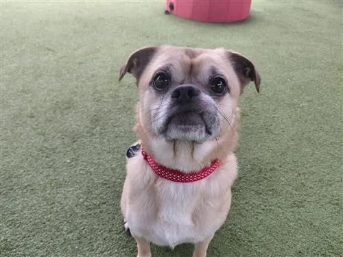 Simba — Pug Cross