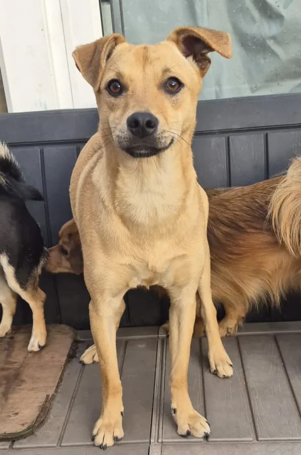 Roo photo 3