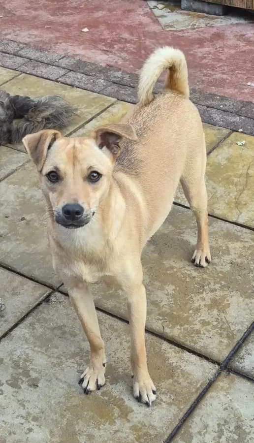 Roo photo 2