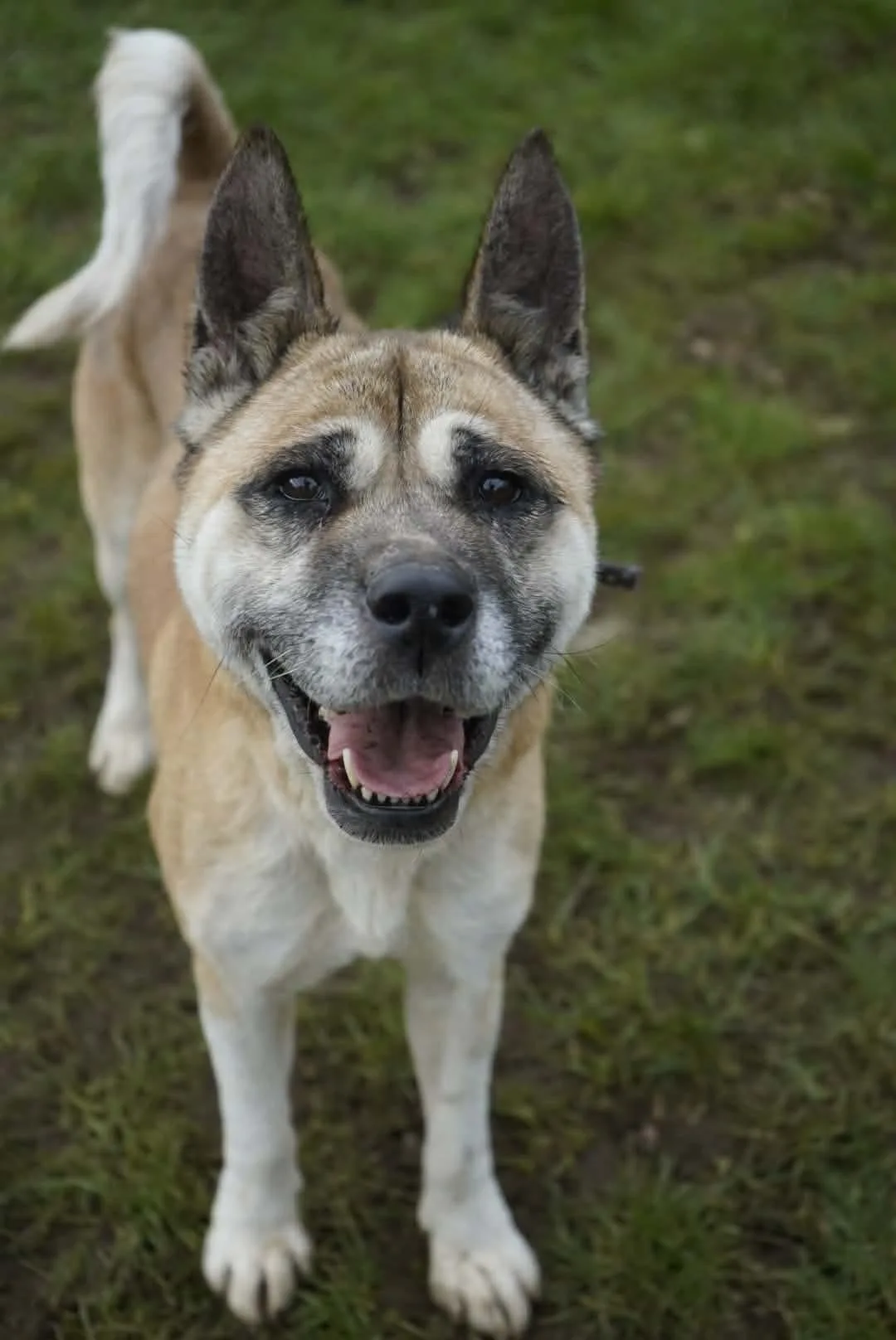 Holly — Akita