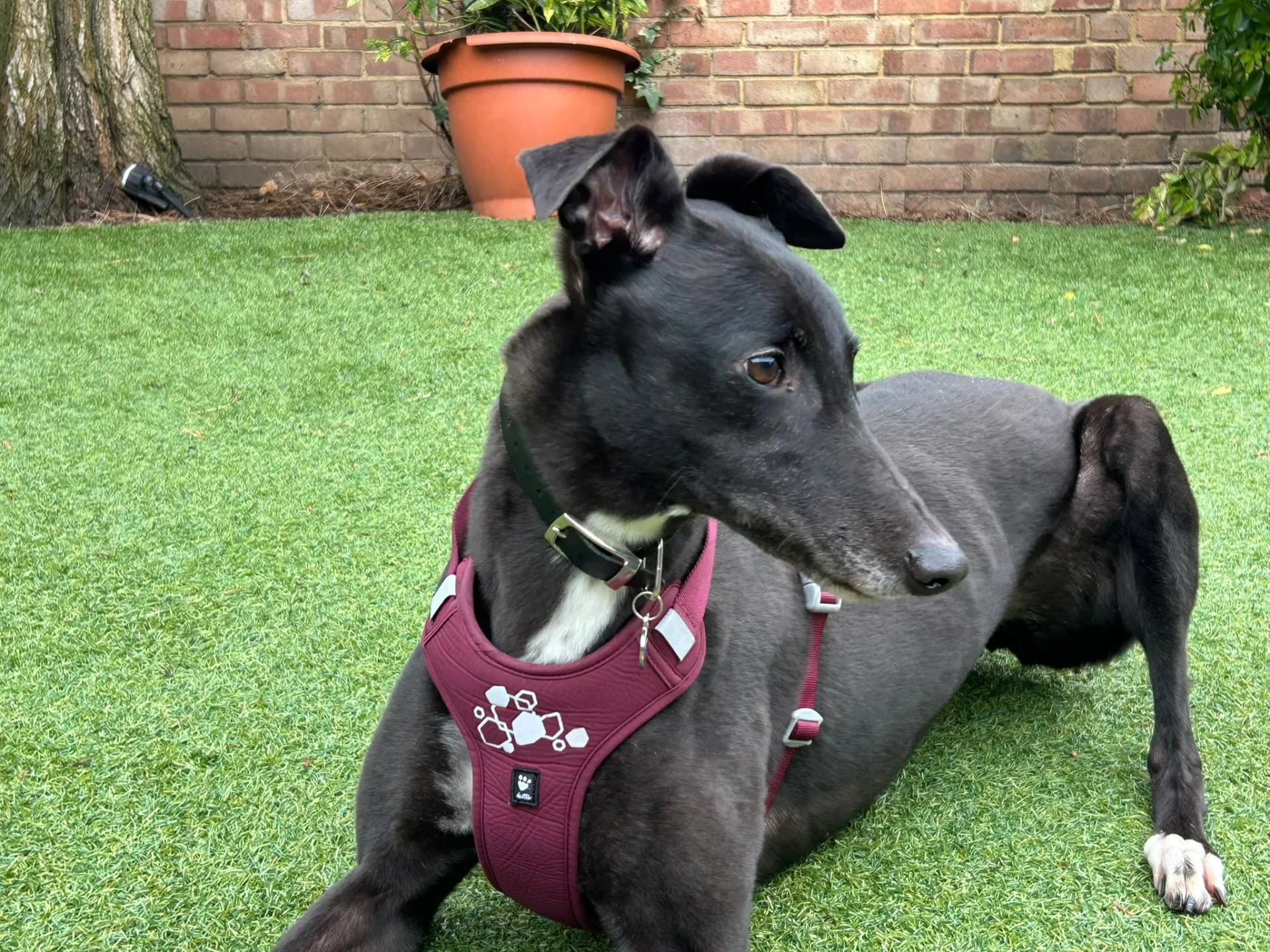 Roo — Greyhound