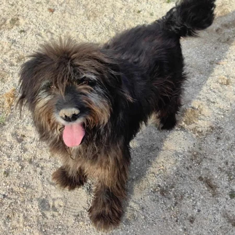 Paddy photo 2